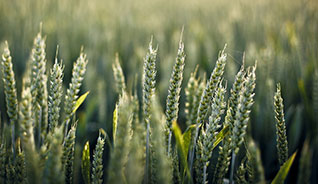 云呼死你轰炸免费网页平台